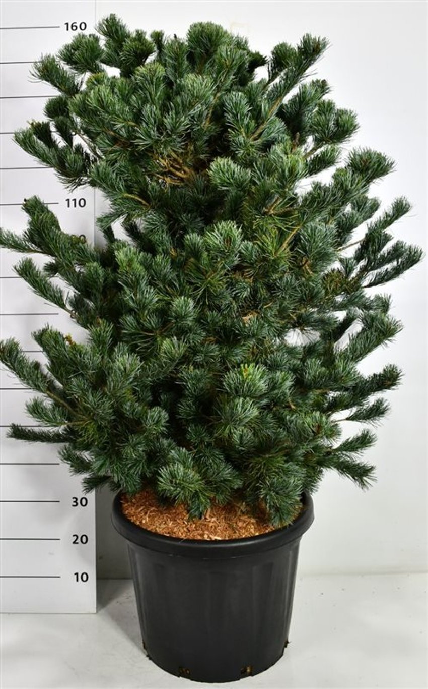 Japansk vittall – Pinus parviflora 'Negishi' - C45 100-125 cm.
